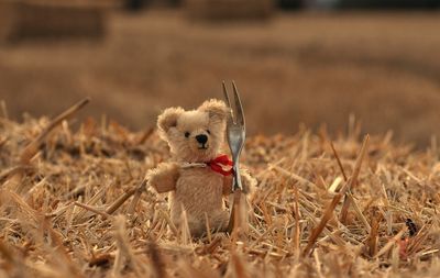 View of stuffed toy on field