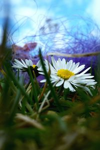 Close-up of white daisy flowers