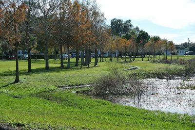 Trees on grassy field in park