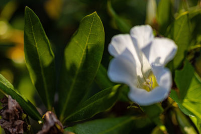 Close-up of white flowering plant