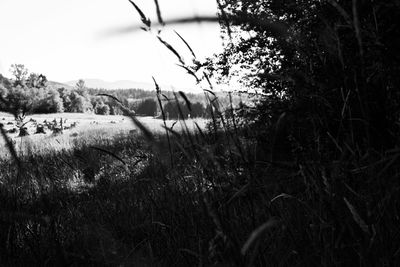 Scenic view of grassy field against sky