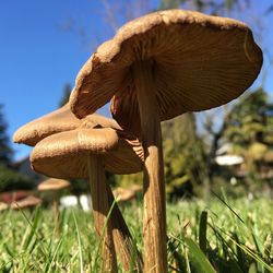 Close-up of mushroom growing outdoors
