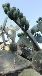 Close-up of prickly pear cactus against clear sky