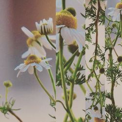 Close-up of flowers