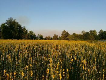 Scenic view of oilseed rape field against clear sky