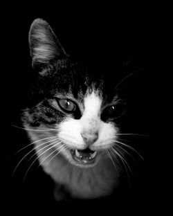 Close-up portrait of cat against black background