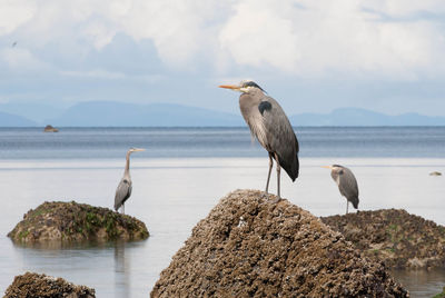Gray heron perching on rock by sea against sky
