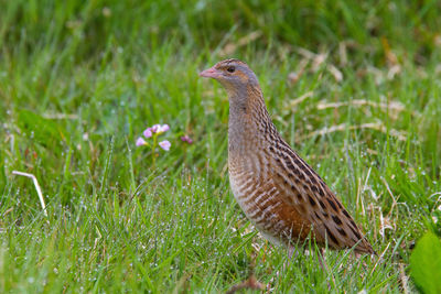 Close-up of a bird on grass