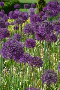 Close-up of purple flowers blooming outdoors