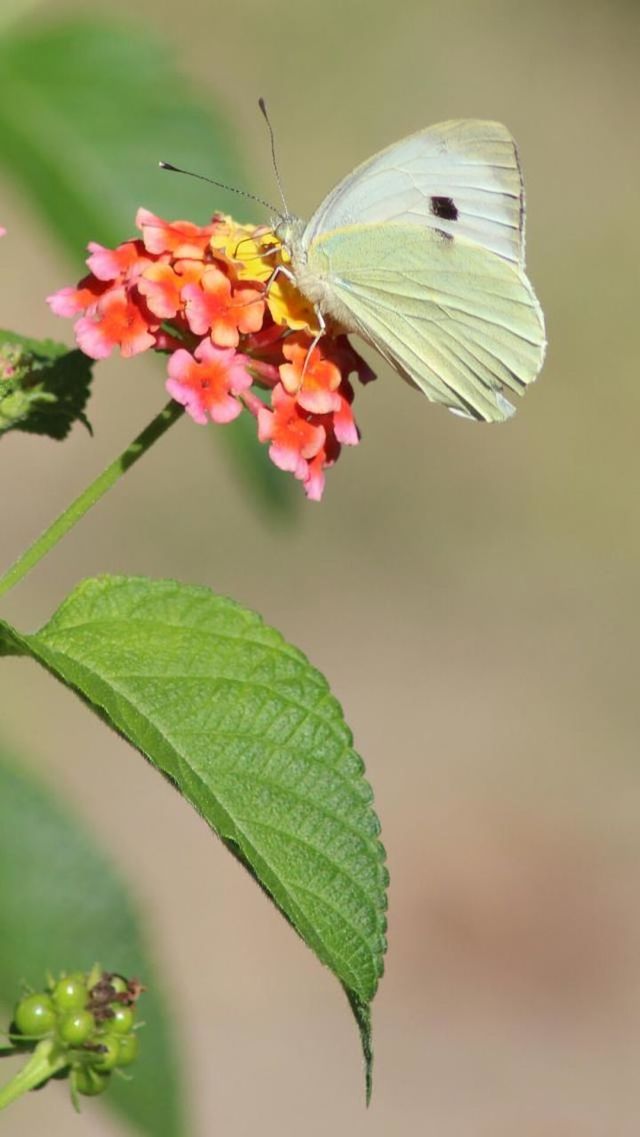 leaf, growth, close-up, flower, freshness, plant, nature, focus on foreground, beauty in nature, insect, bud, green color, stem, fragility, new life, red, animal themes, beginnings, day, outdoors