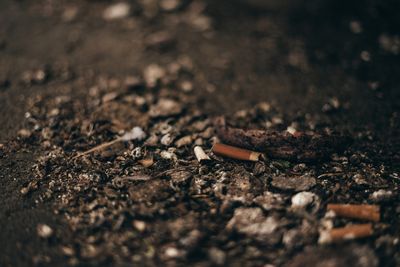 Close-up of cigarette on field