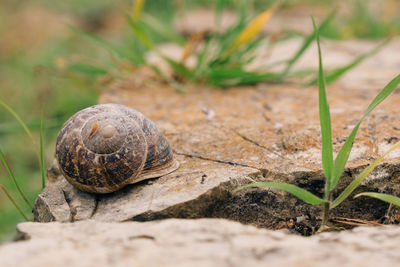 Close-up of snail on leaf