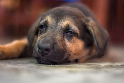 Close-up portrait of a dog