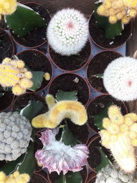 Full frame shot of prickly pear cactus