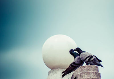 Close-up of bird perching against clear sky