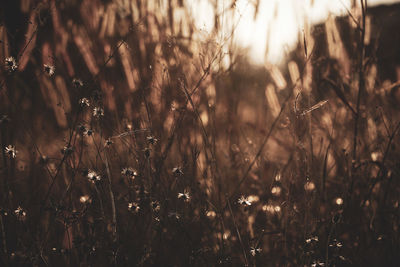 Close-up of plants on field