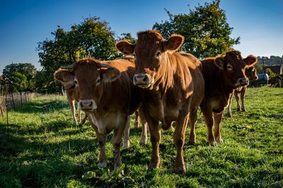 Cows standing on field against sky