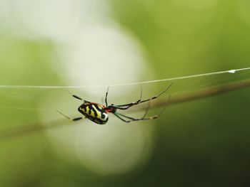 Close-up of spider on web