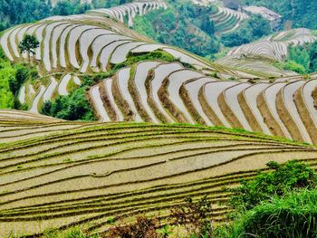 Scenic view of rice field