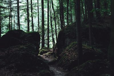 Trees in forest