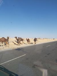 Horses in a desert