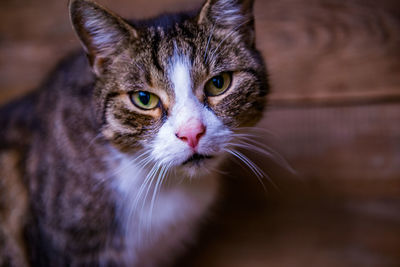 Close-up portrait of cat