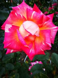 Close-up of pink hibiscus blooming outdoors