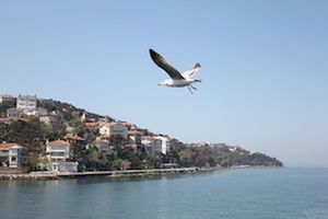 flying, water, sea, architecture, animal themes, animal wildlife, animal, sky, one animal, animals in the wild, nature, built structure, no people, building exterior, mid-air, vertebrate, clear sky, day, blue, freedom, outdoors, bay