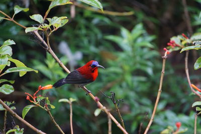 Bird perching on a plant