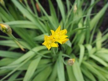Close-up of yellow flower blooming outdoors