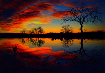 Silhouette of trees at sunset