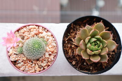 High angle view of succulent plant on table