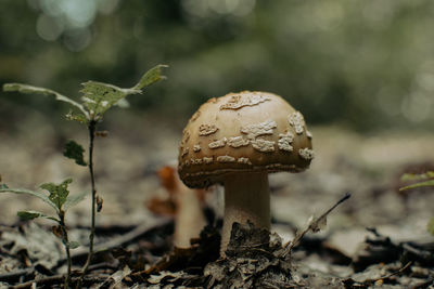 Close-up of mushroom growing on field