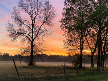 Silhouette trees on field against sky during sunset