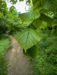 Close-up of fresh green leaves on field