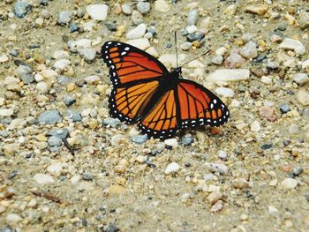 Close-up of butterfly