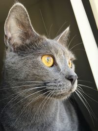 Close-up portrait of a cat