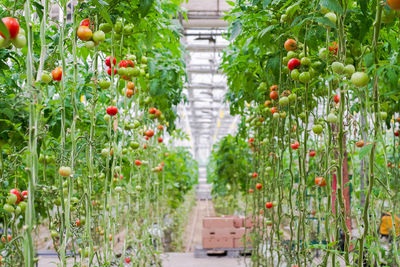 View of tomatoes growing in greenhouse