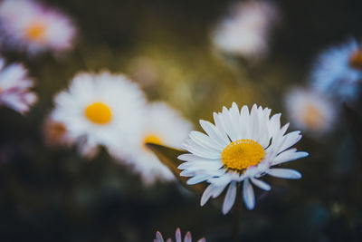 Close-up of white daisy