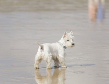 Jack rusell terrier, france