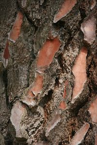 Close-up of tree trunk