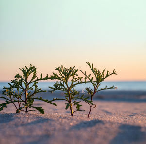 A green sprout in the sand. a young plant in the sea sand. a small bush on the sand.