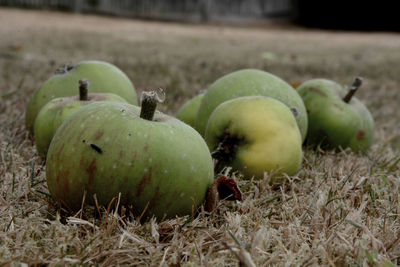 Close-up of apples on field