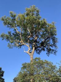 Low angle view of tree against clear blue sky