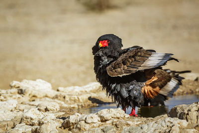 Bateleur Eagle