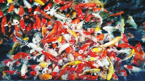 High angle view of koi carps swimming in pond