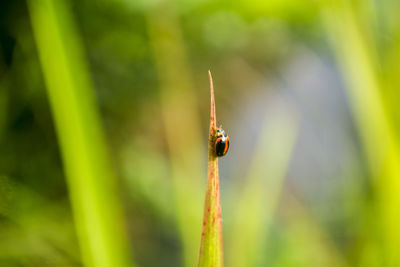 Close-up of insect on plant