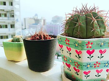 Close-up of potted cactus plant