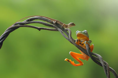 Close-up of lizard and frog on plant stem