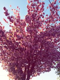 Low angle view of pink cherry blossoms in spring